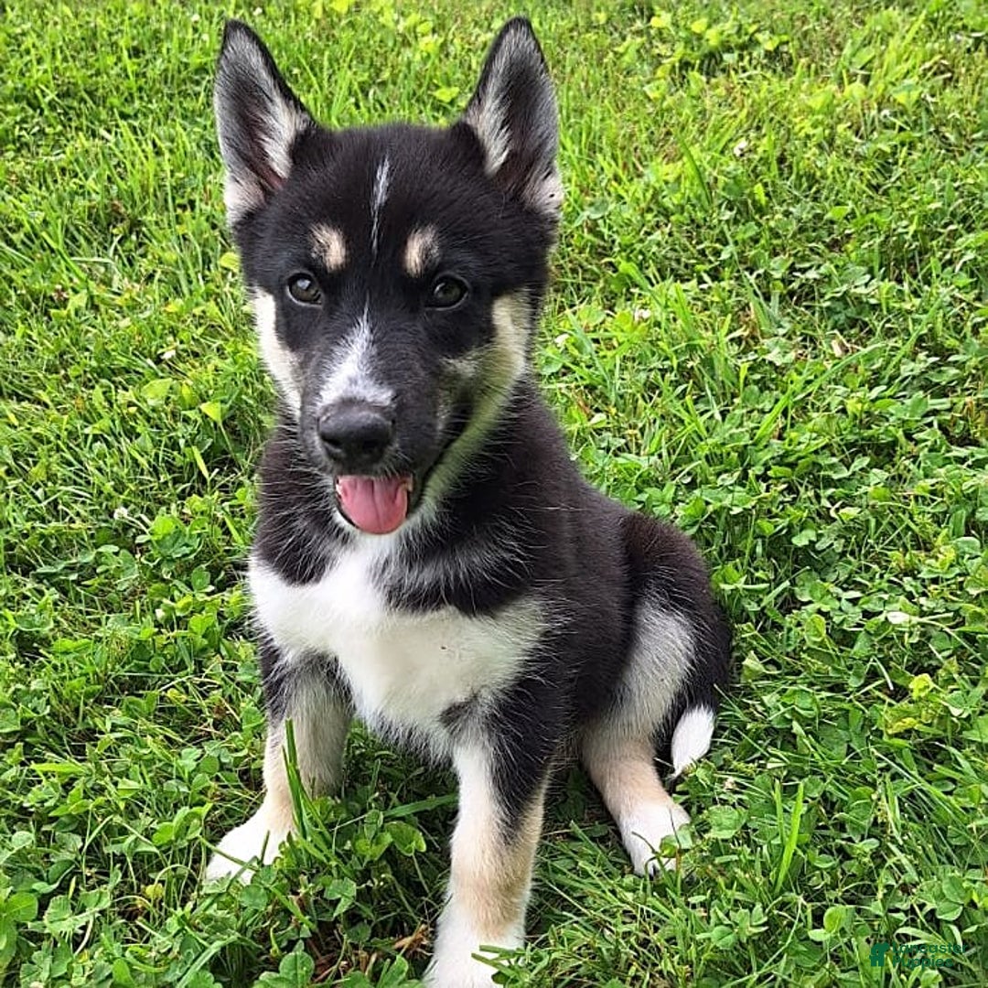 Gerberian Shepsky dogs for sale: Luna - Image 3