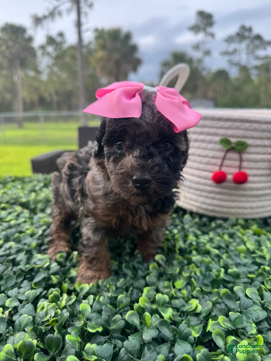 Maltipoo dogs for sale: Maria - Image 6