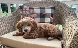 Mini Goldendoodle dogs for sale: Nacho - Image 3