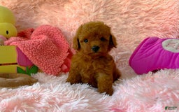 Toy Poodle dogs for sale: Rose - Image 1