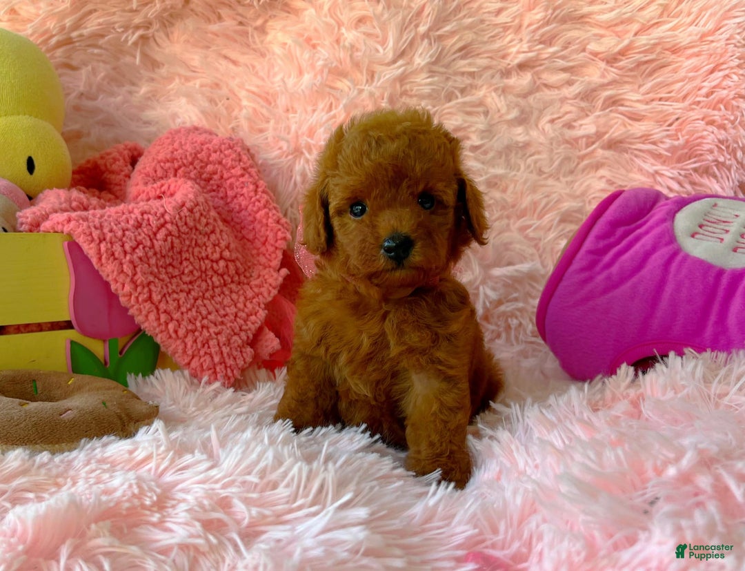 Toy Poodle dogs for sale: Rose - Image 1