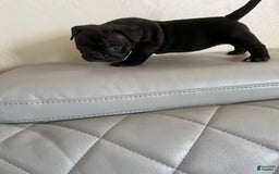 American Bully dogs for sale: Oily - Image 3