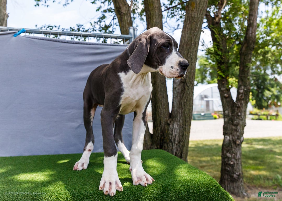 Great Dane dogs for sale: Missy - Image 19
