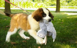 Saint Bernard dogs for sale: Madison - Image 14