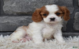 Cavalier King Charles Spaniel dogs for sale: Bentley - Image 5