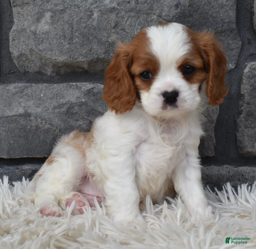 Cavalier King Charles Spaniel dogs for sale: Bentley - Image 5