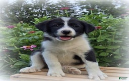 Great Pyrenees dogs for sale: Weston - Image 1