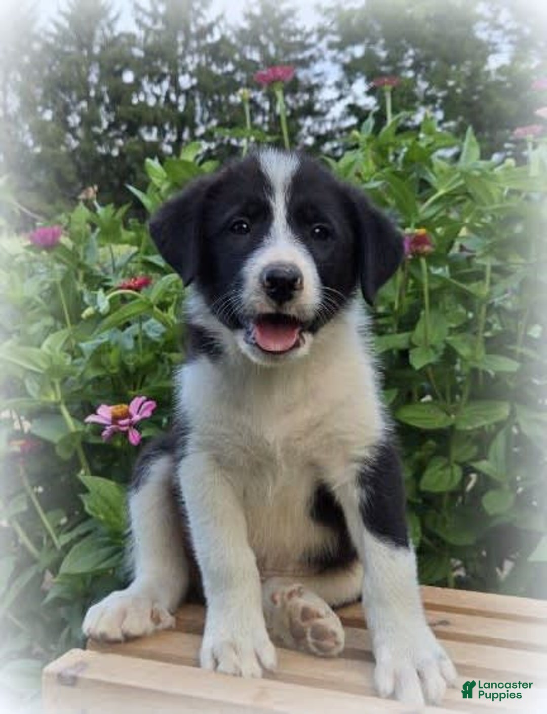 Great Pyrenees dogs for sale: Weston - Image 1