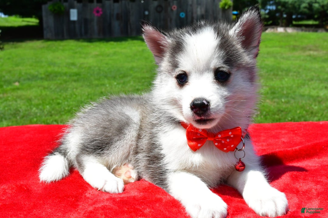 Pomsky dogs for sale: Carson - Image 4