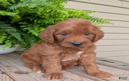 Mini Goldendoodle dogs for sale: Mini-wendy - Image 16
