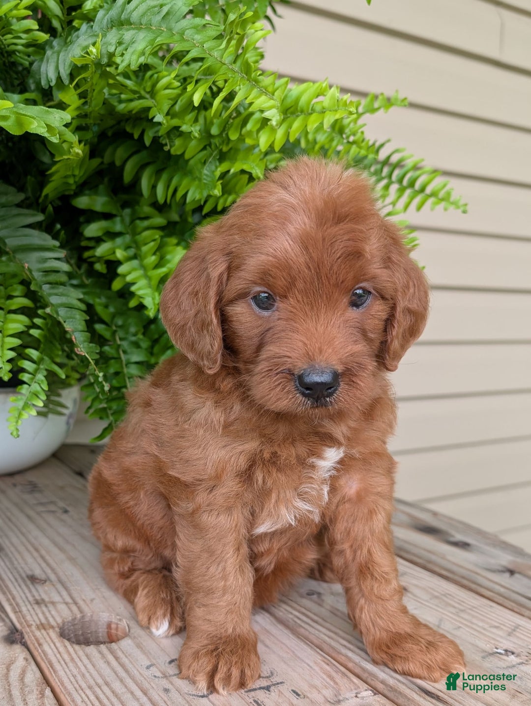Mini Goldendoodle dogs for sale: Mini-wendy - Image 16