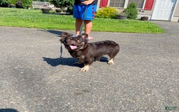 French Bulldog dogs for sale: Gabby - Image 3