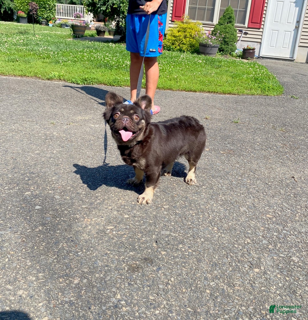 French Bulldog dogs for sale: Gabby - Image 3