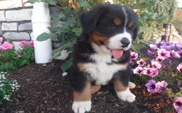 Bernese Mountain Dog dogs for sale: Diamond - Image 1