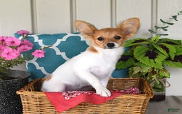 Papillon dogs for sale: Melody - Image 4