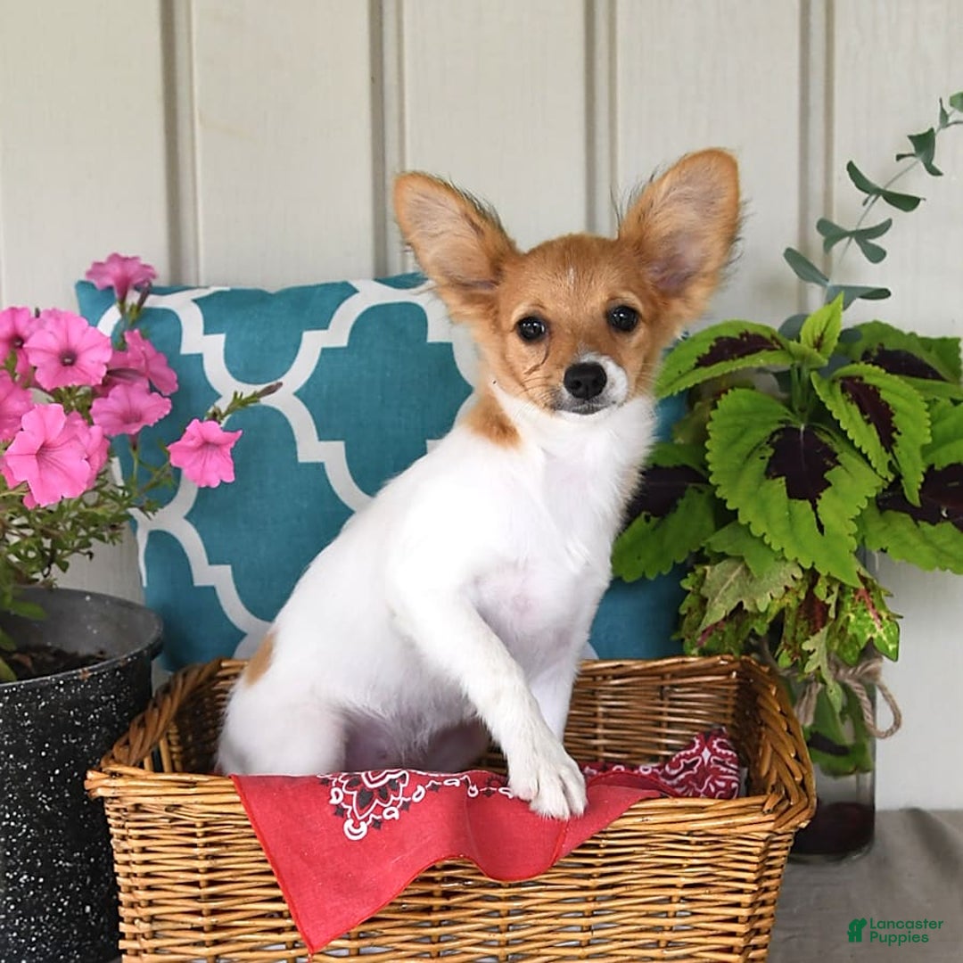 Papillon dogs for sale: Melody - Image 4