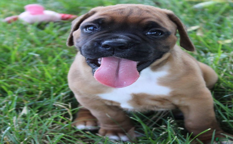 Boxer dogs for sale - Ad 4