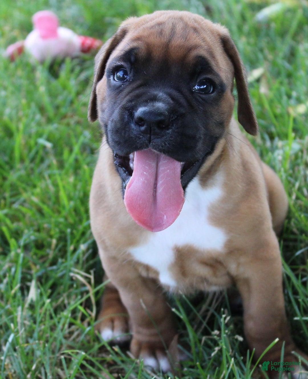 Boxer dogs for sale: River - Image 3