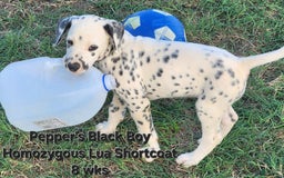 Dalmatian dogs for sale: Peppers Black Boy - Image 19