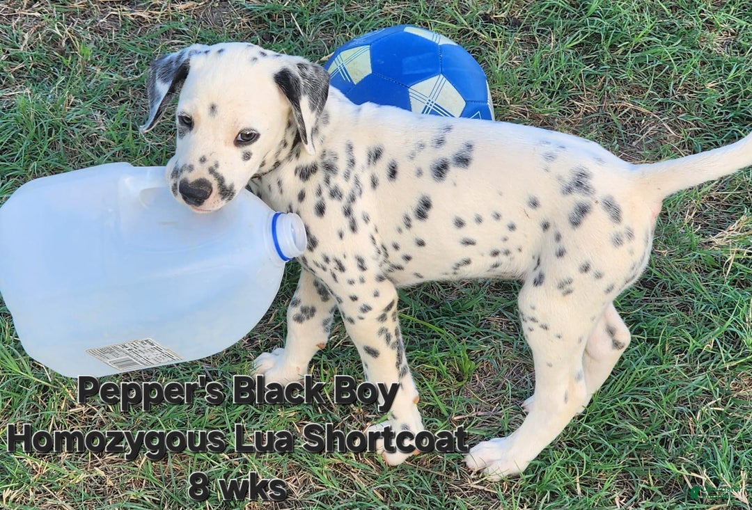 Dalmatian dogs for sale: Peppers Black Boy - Image 19