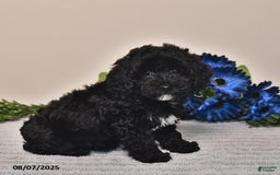Miniature Poodle dogs for sale: Jane - Image 4