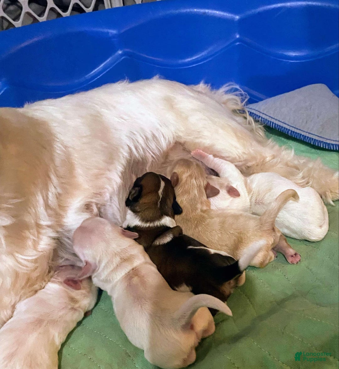 Cavapoo dogs for sale: Male 2 Bruno Jr - Image 8