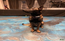 Belgian Malinois dogs for sale: Bruno - Image 6