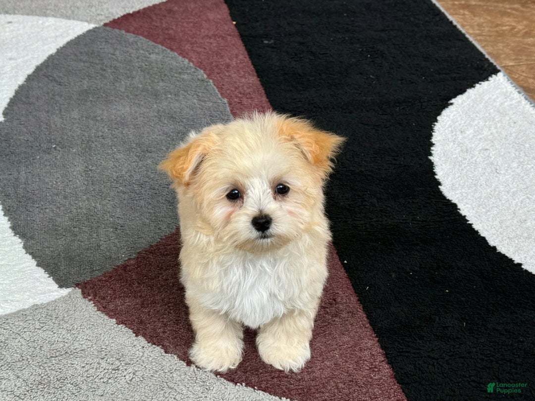 Maltipoo dogs for sale: Susie - Image 1