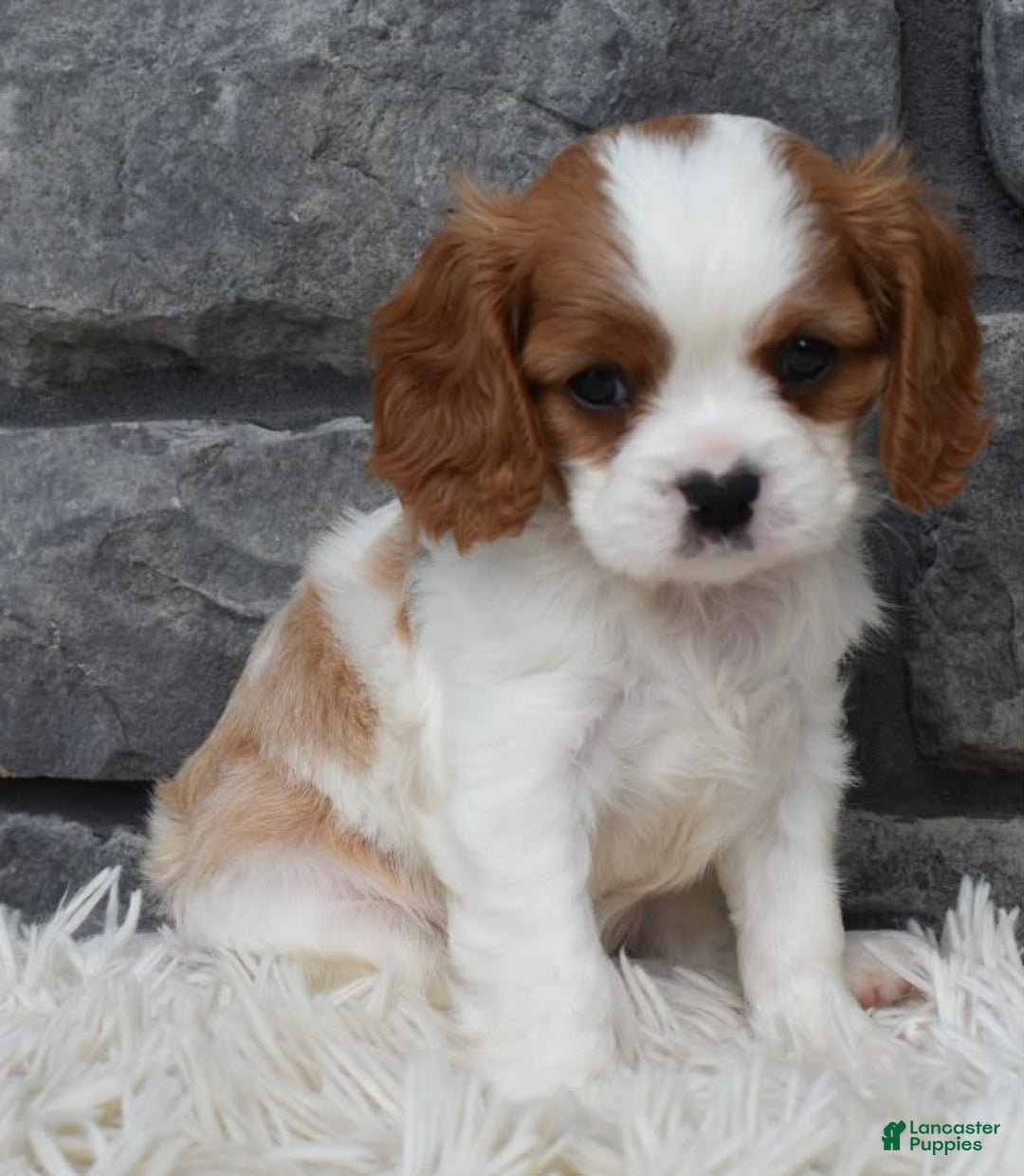 Cavalier King Charles Spaniel dogs for sale: Buster - Image 9