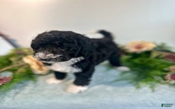 Mini Bernedoodle dogs for sale: Diamond - Image 6