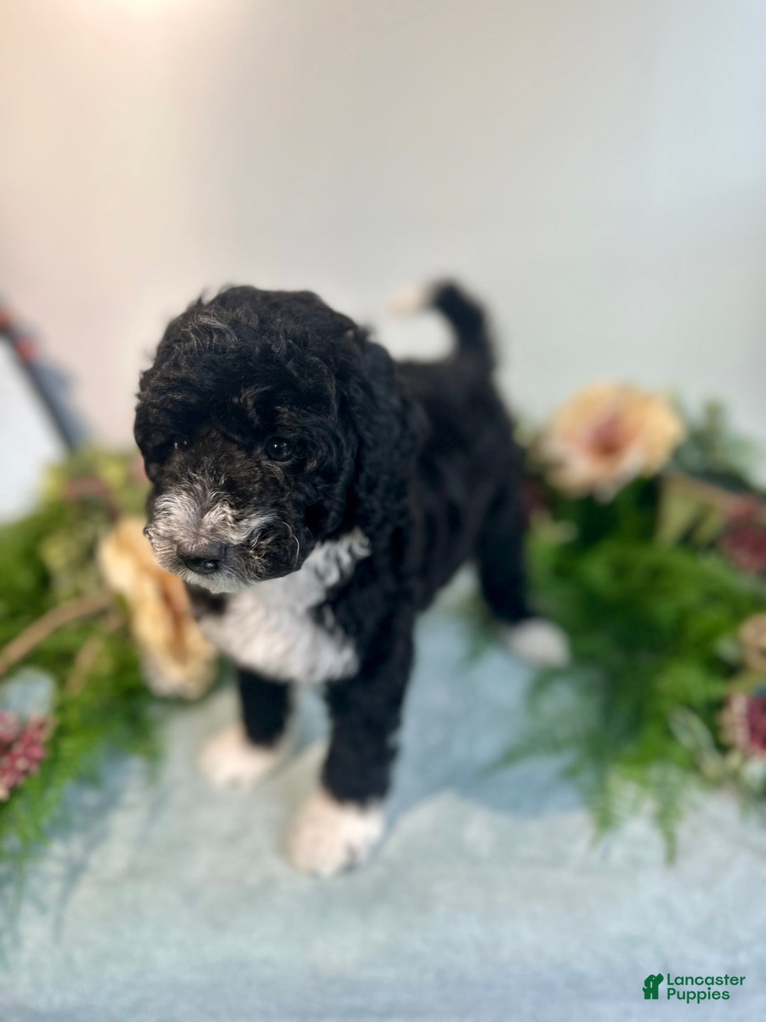 Mini Bernedoodle dogs for sale: Diamond - Image 6