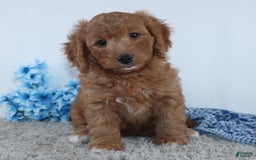 Mini Goldendoodle dogs for sale: Royal - Image 3