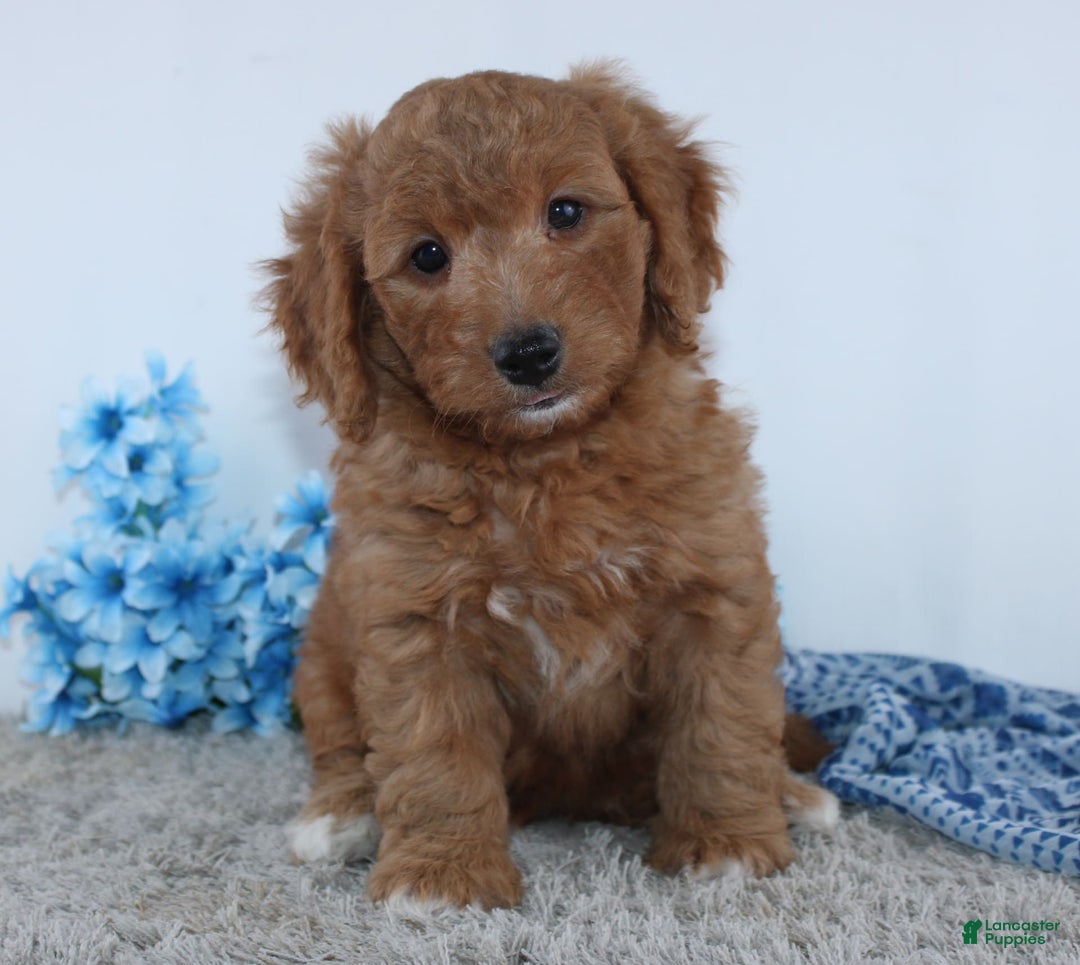 Mini Goldendoodle dogs for sale: Royal - Image 3