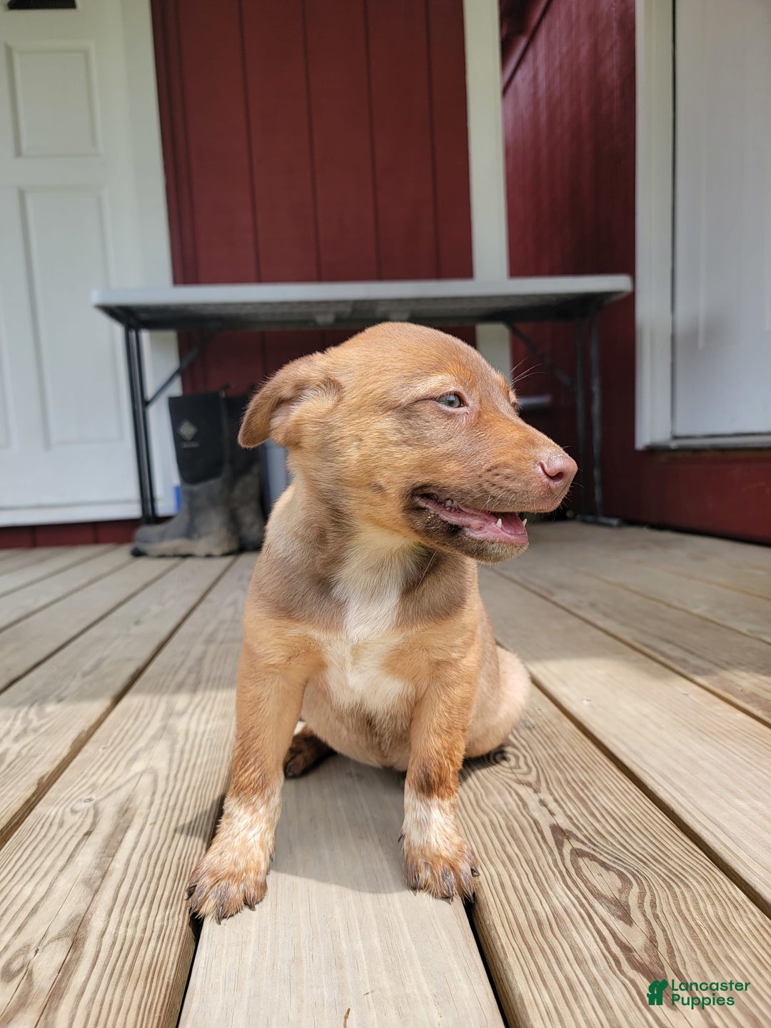 Australian Cattle Dog dogs for sale: Daisy Lou - Image 1
