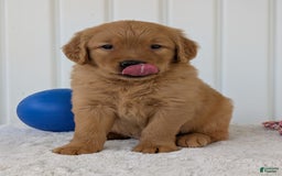 Golden Retriever dogs for sale: Porter - Image 18