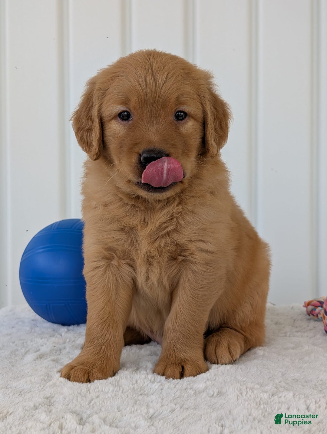 Golden Retriever dogs for sale: Porter - Image 18