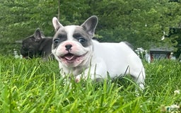 French Bulldog dogs for sale: Mr Biggs - Image 3