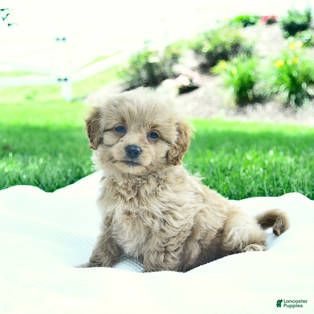 Cavapoo dogs for sale: Trevor - Image 5