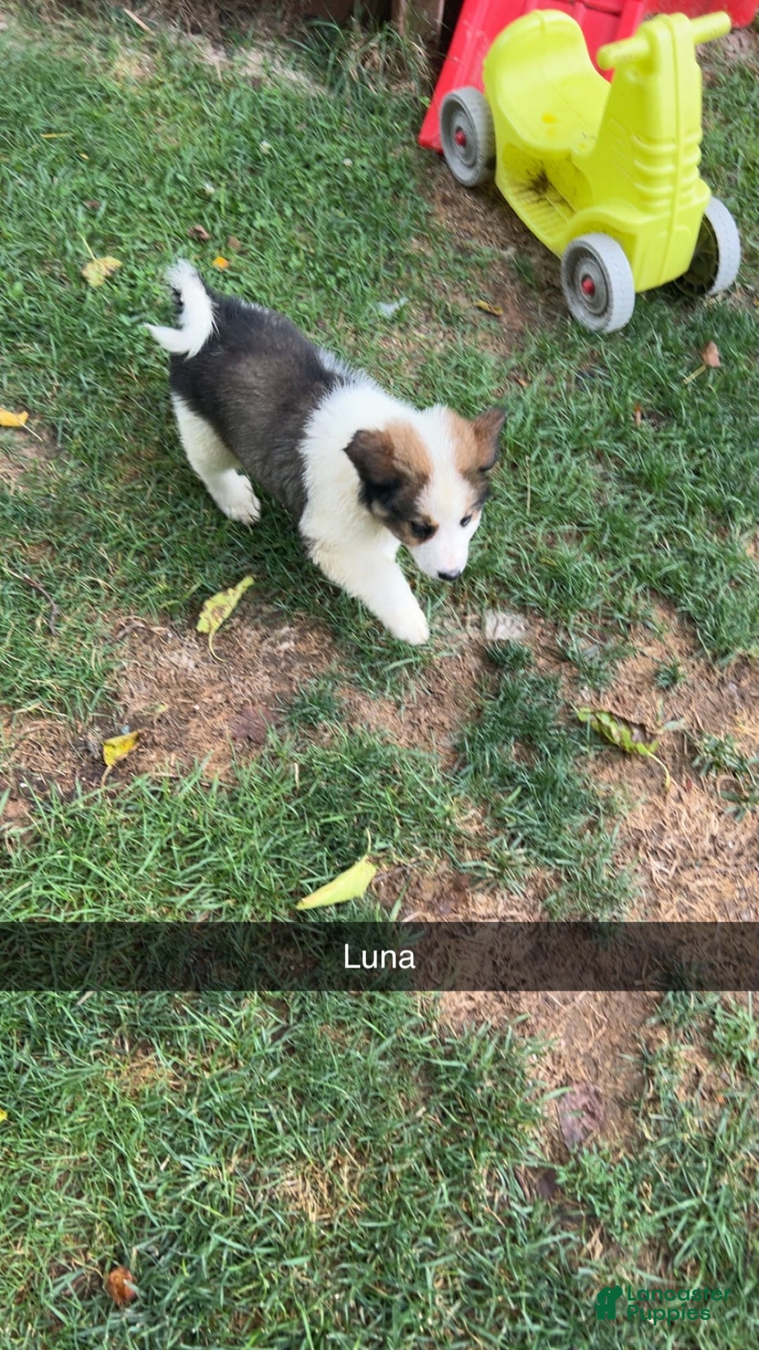 Great Pyrenees dogs for sale: Luna - Image 1