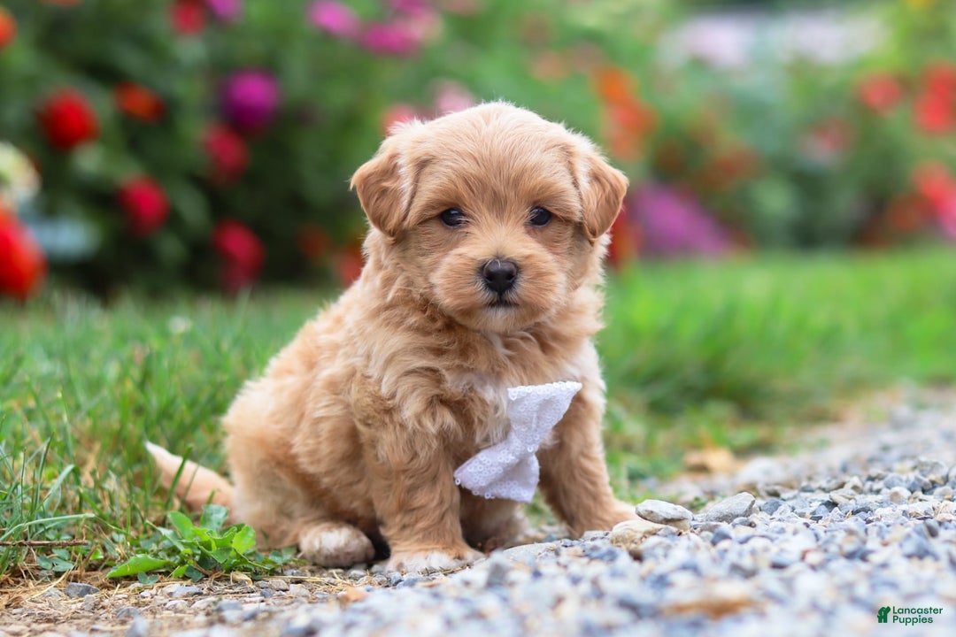Maltipoo dogs for sale: Tommy - Image 3