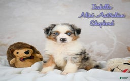 Miniature Australian Shepherd dogs for sale: Isabella - Image 1