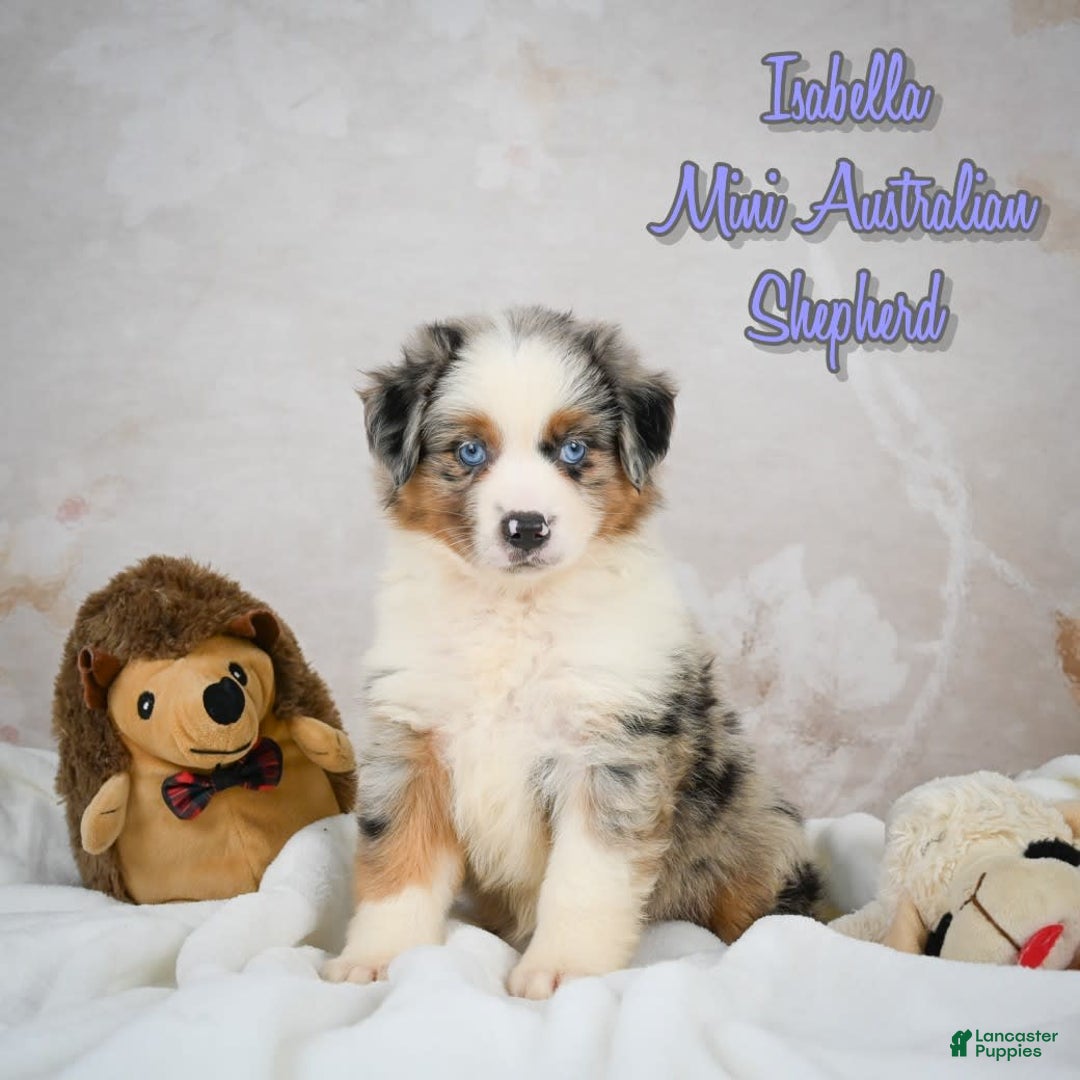 Miniature Australian Shepherd dogs for sale: Isabella - Image 1