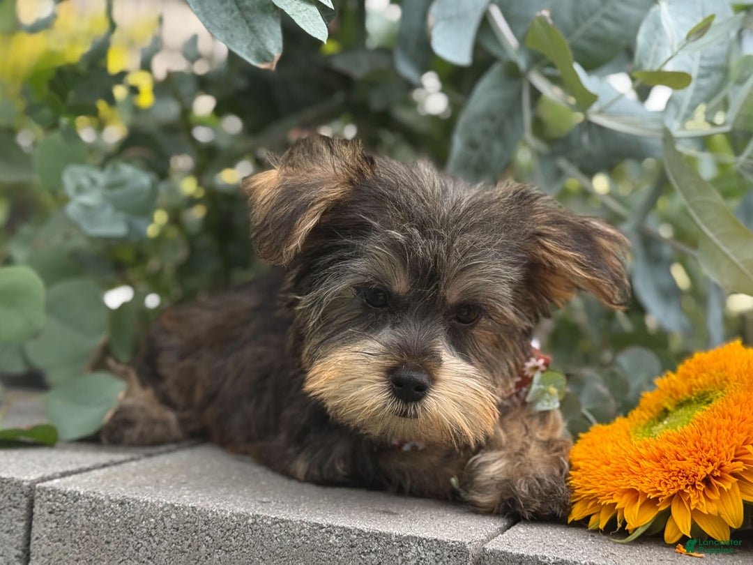 Yorkshire Terrier dogs for sale: Baxter - Image 8