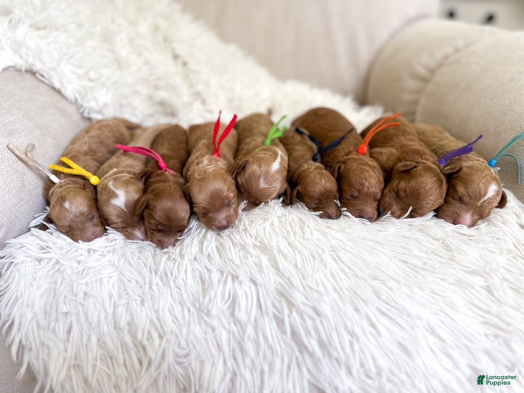 Mini Goldendoodle dogs for sale: Reef - Image 1