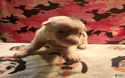 Border Collie dogs for sale: Ego - Image 2