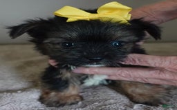 Yorkshire Terrier dogs for sale: Kai - Image 26