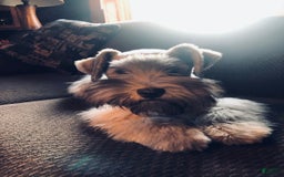 Miniature Schnauzer dogs for sale: Chocolate Chip - Image 4