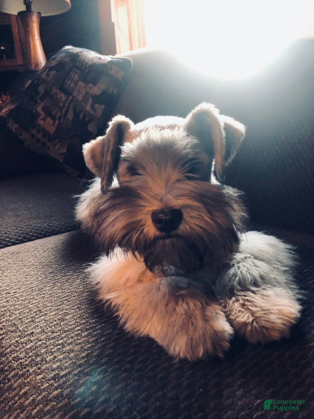 Miniature Schnauzer dogs for sale: Chocolate Chip - Image 4