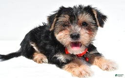 Morkie dogs for sale: Milo - Image 1