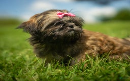 Shih Tzu dogs for sale: Arwen - Image 13